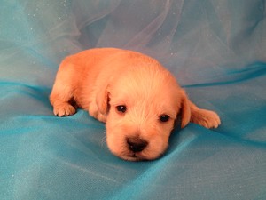 Red Male Schnoodle Puppy for sale #4|Ready March 2013|Shipping only $150-MD,MA,DC,FL,NC,RI,GA,NJ,PA,NY,NH,VA,and More!